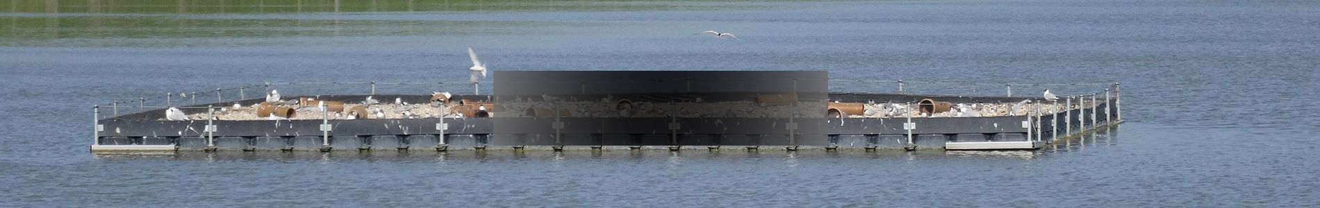 Broedvogeleiland onderzoek