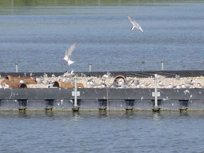 Eiland observatie