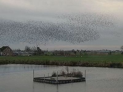 Klein broedeiland in de polder