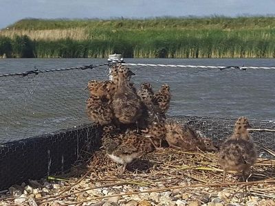 Klimmende meeuw kuikens