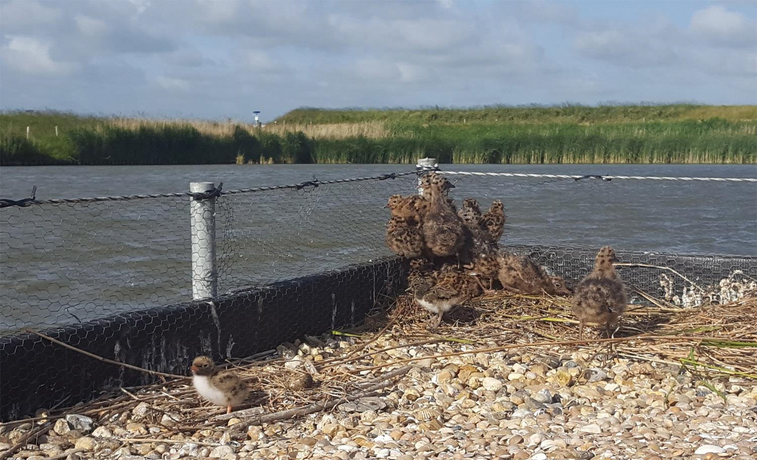 Jonge vogels op onderzoek